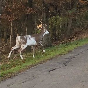 Meet your Posher, Charles